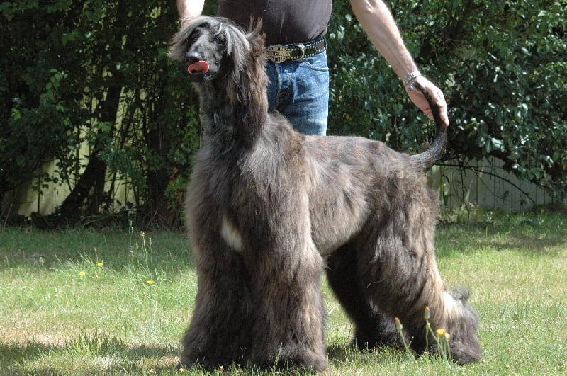 CH. Agha Djari's Another part of me 