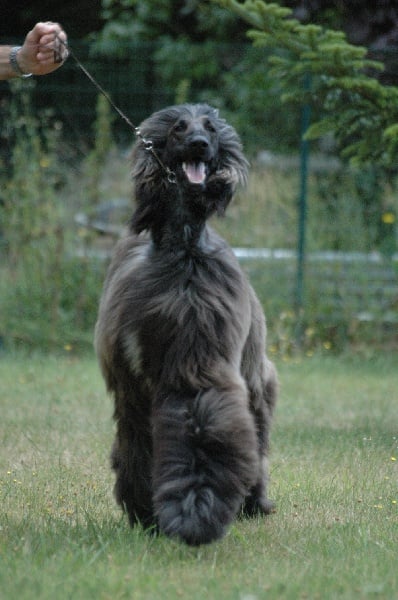 CH. Agha Djari's Another part of me 