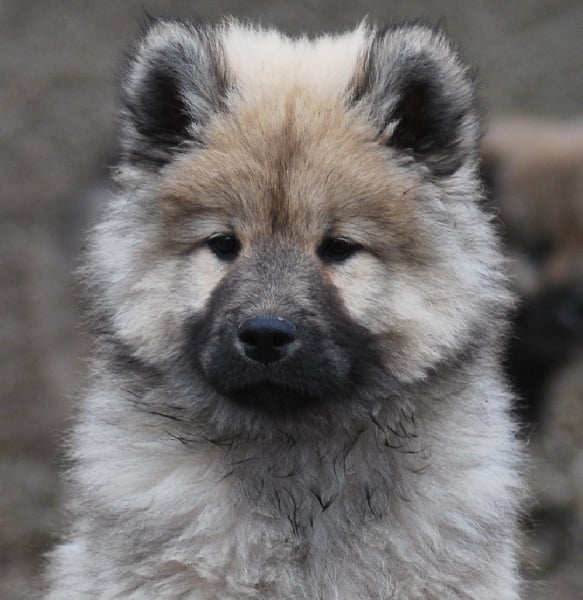 CH. Cylaos von valliberg