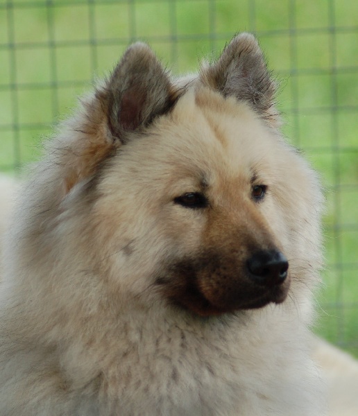 Aili des Legendes de Retz