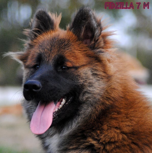 CH. Fidzilla des Legendes de Retz