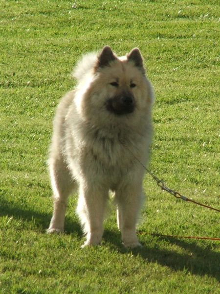 Aili des Legendes de Retz