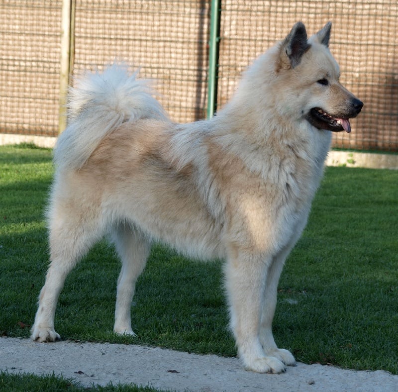 CH. leiionspitz Yellow