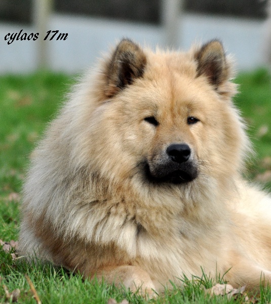 CH. Cylaos von valliberg