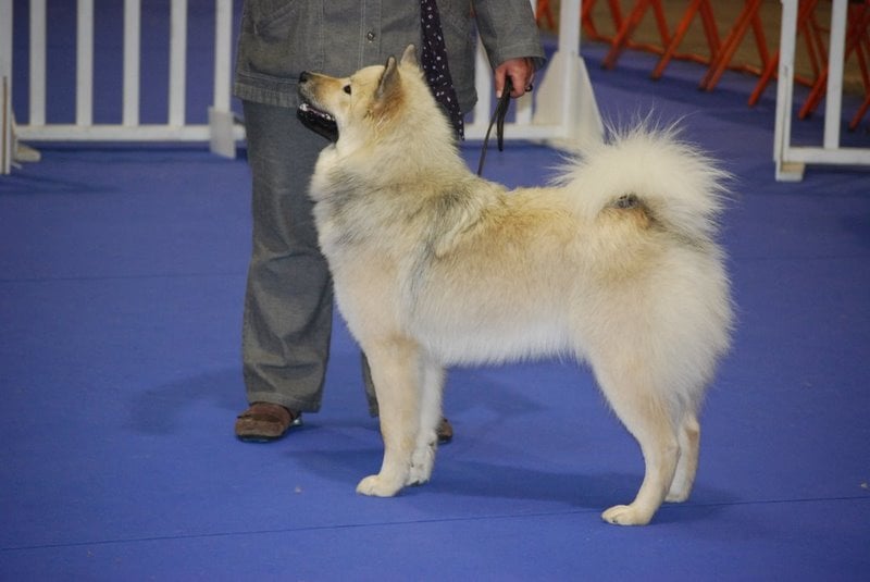 CH. leiionspitz Yellow