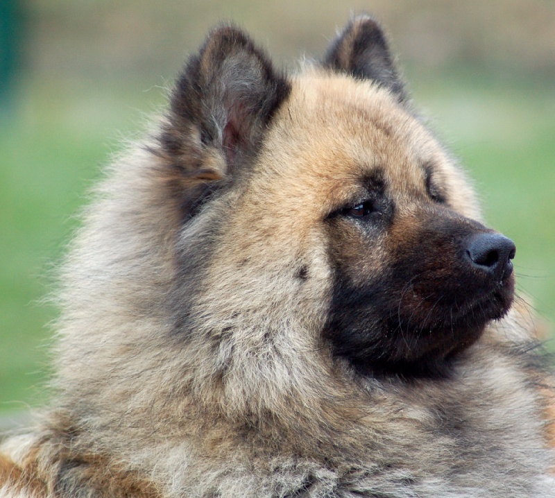 Athos des Legendes de Retz