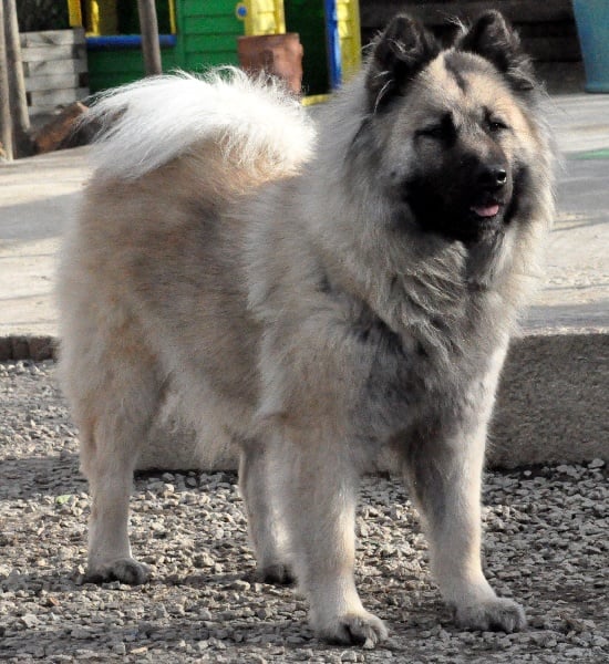 CH. Amysse elton des Legendes de Retz