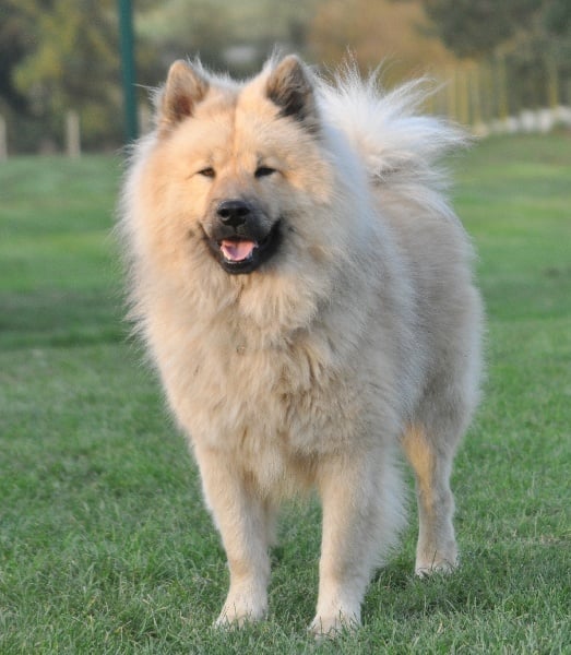 CH. Cylaos von valliberg