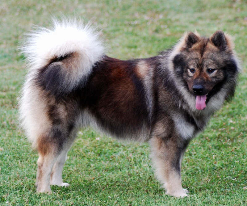 CH. Doubai des Legendes de Retz