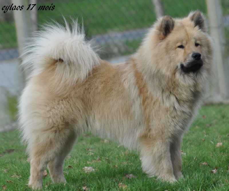 CH. Cylaos von valliberg