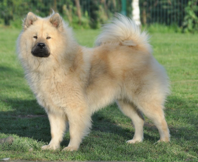 CH. Cylaos von valliberg