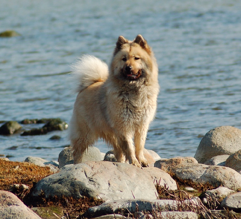 Aili des Legendes de Retz