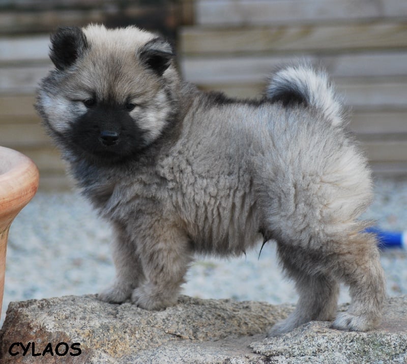 CH. Cylaos von valliberg