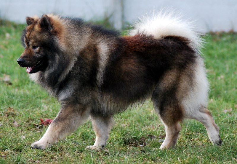 CH. Doubai des Legendes de Retz