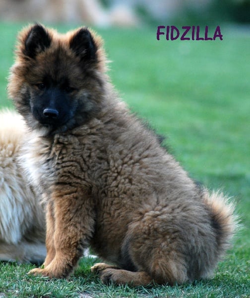 CH. Fidzilla des Legendes de Retz