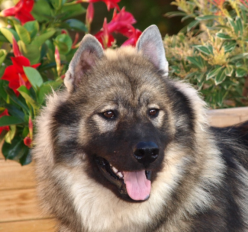 CH. Doubai des Legendes de Retz