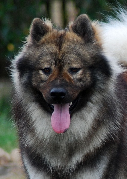 CH. Doubai des Legendes de Retz