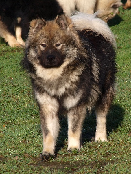 CH. Doubai des Legendes de Retz