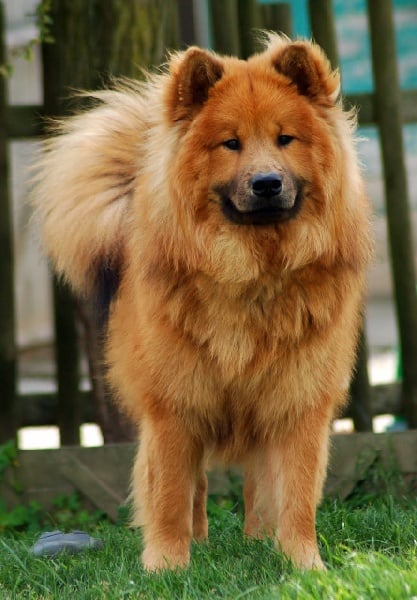 CH. Baslak des Legendes de Retz