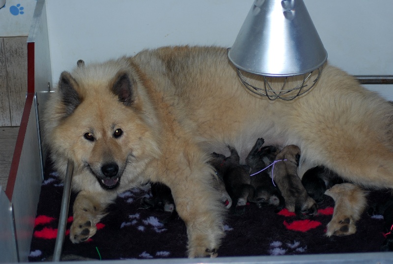 CH. leiionspitz Yellow