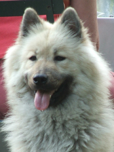 Aili des Legendes de Retz