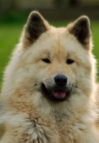 CH. leiionspitz Yellow