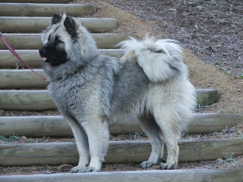 CH. Amysse elton des Legendes de Retz