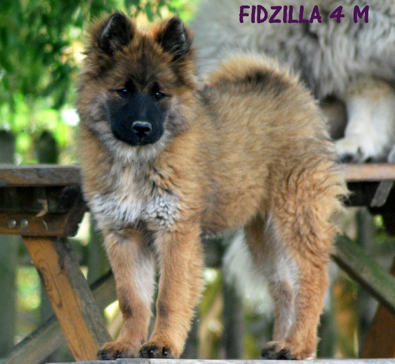 CH. Fidzilla des Legendes de Retz