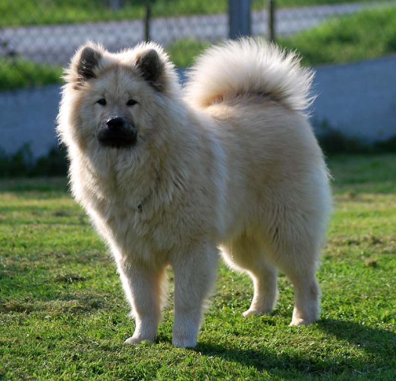 CH. Cylaos von valliberg