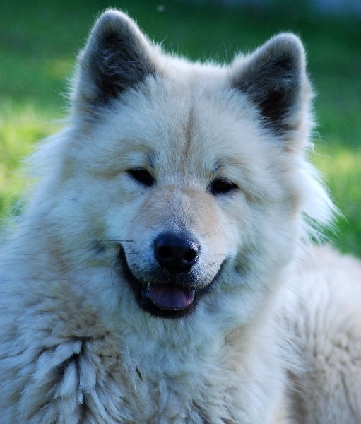 CH. leiionspitz Yellow