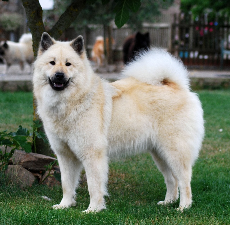 CH. leiionspitz Yellow