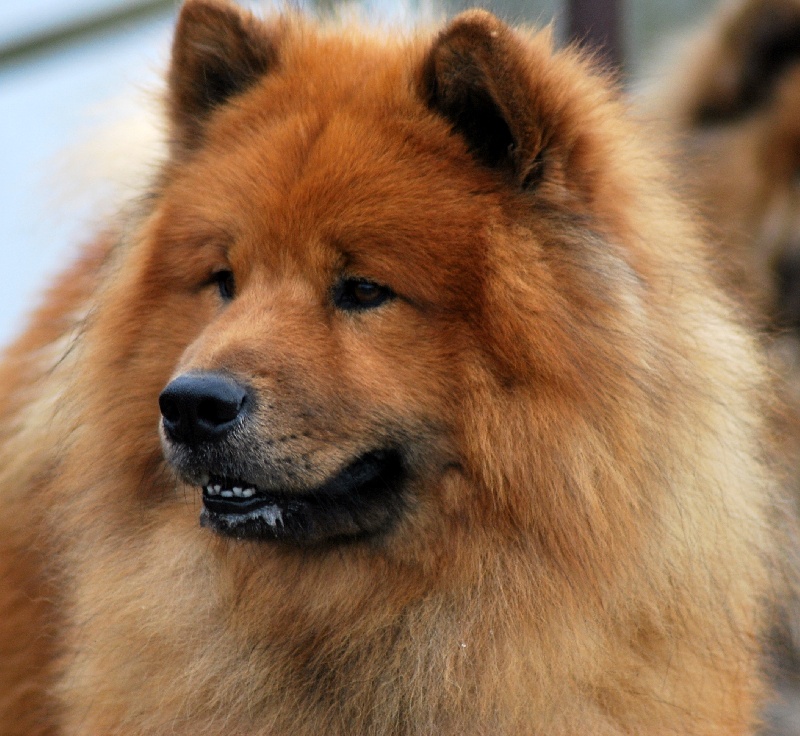 CH. Baslak des Legendes de Retz