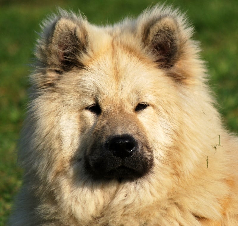 CH. Cylaos von valliberg