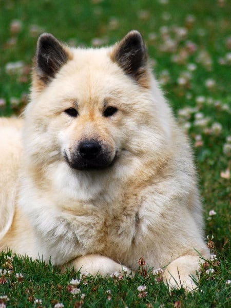 CH. leiionspitz Yellow