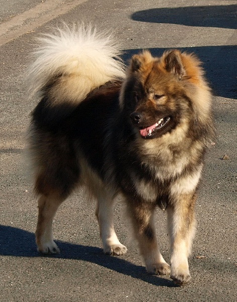 CH. Doubai des Legendes de Retz