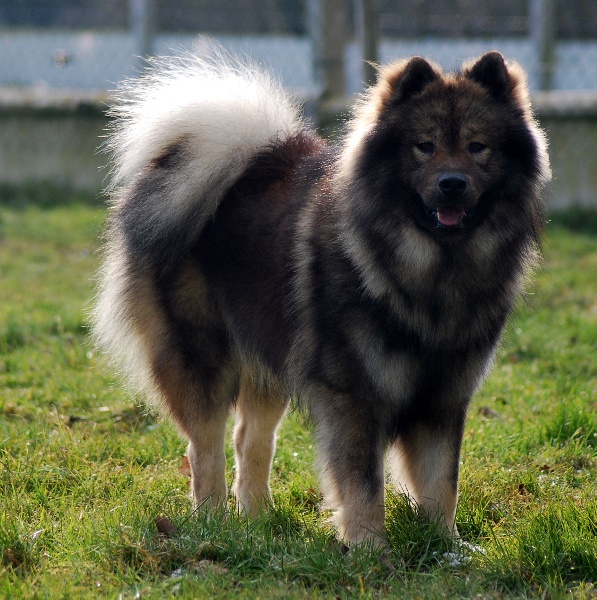 CH. Doubai des Legendes de Retz