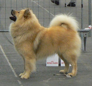 CH. Cylaos von valliberg