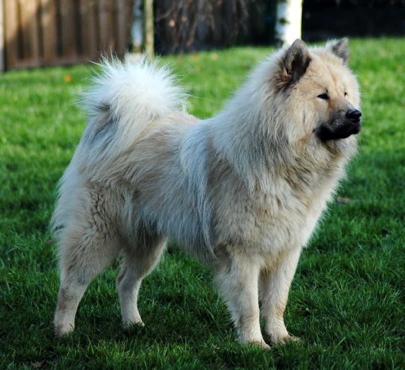 CH. Cylaos von valliberg