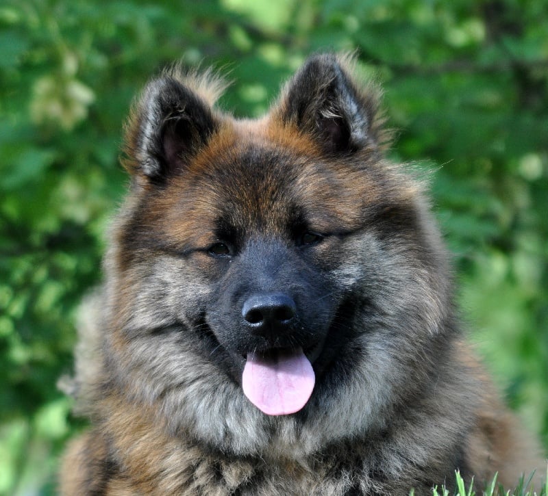 CH. Fidzilla des Legendes de Retz