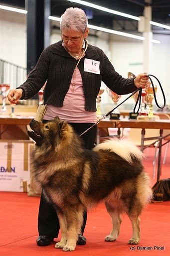 CH. Doubai des Legendes de Retz