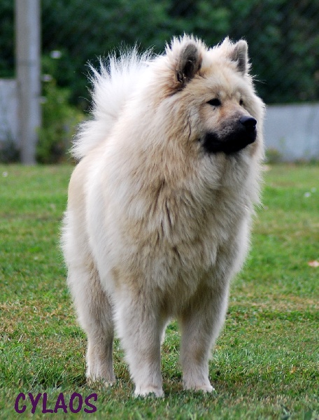 CH. Cylaos von valliberg