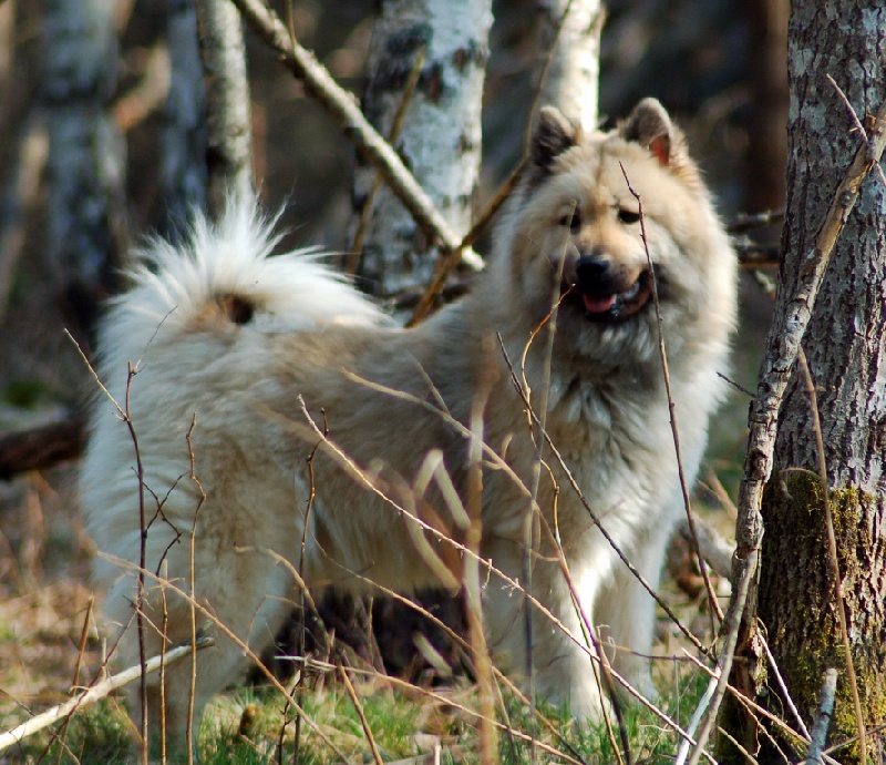 Aili des Legendes de Retz