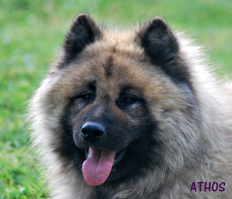 Athos des Legendes de Retz