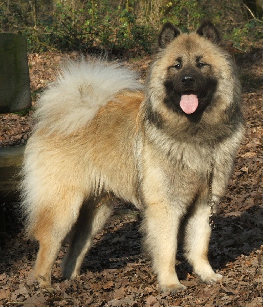 Athos des Legendes de Retz