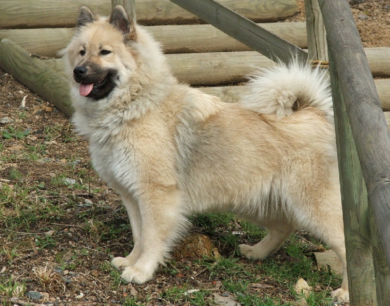 Aili des Legendes de Retz