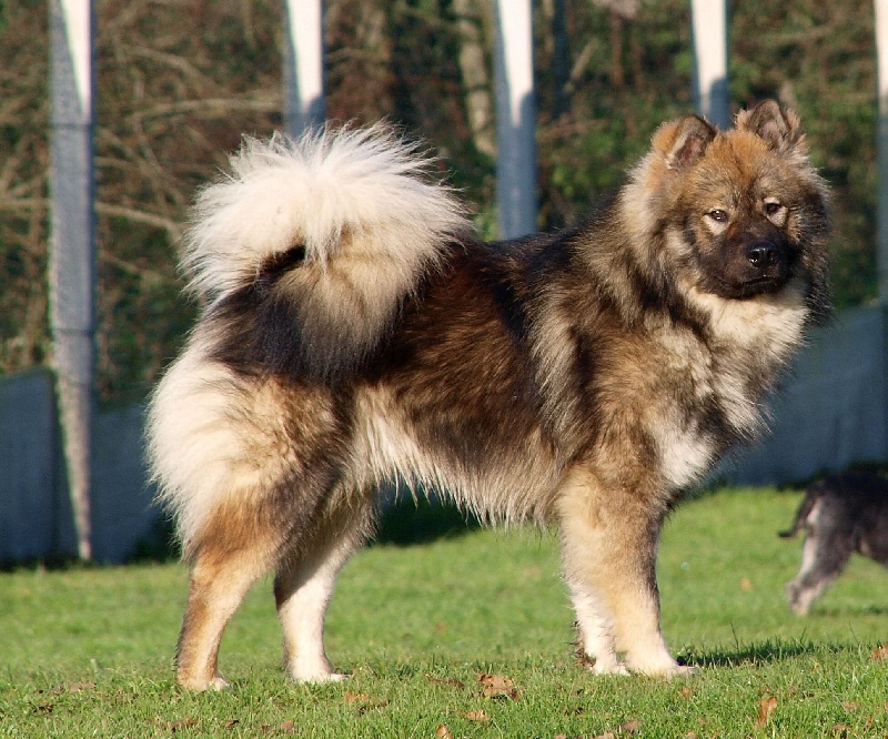 CH. Doubai des Legendes de Retz