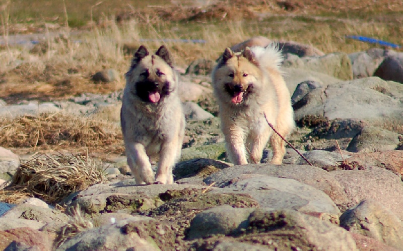 Aili des Legendes de Retz