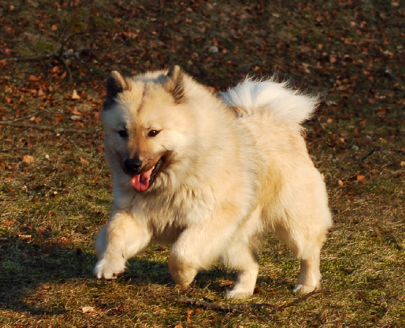 Aili des Legendes de Retz