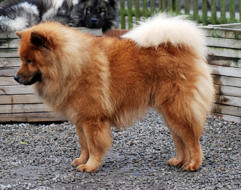 CH. Baslak des Legendes de Retz