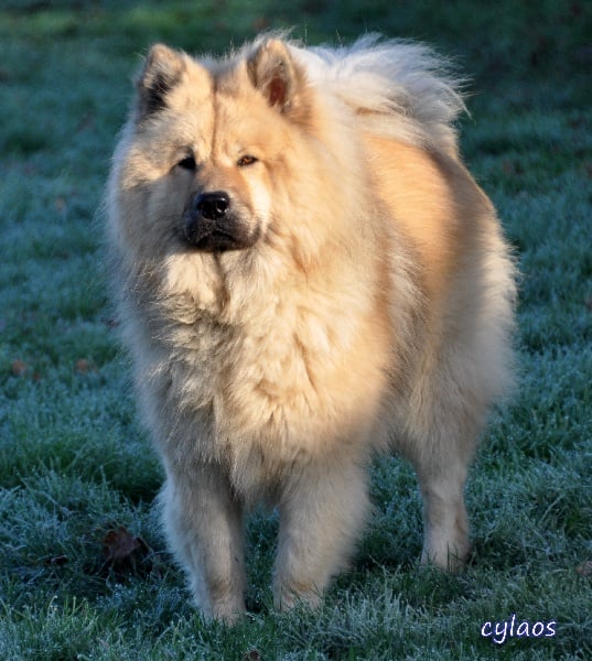 CH. Cylaos von valliberg